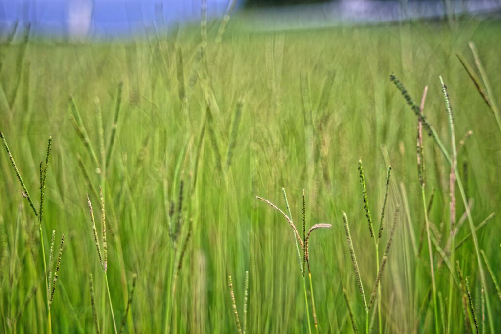 河川敷