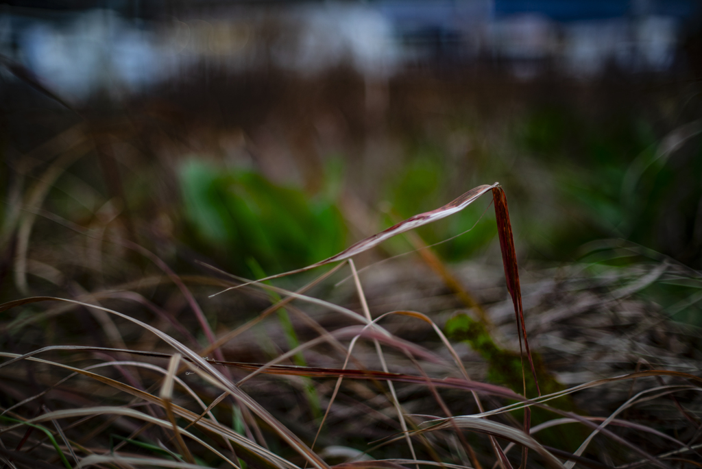 草