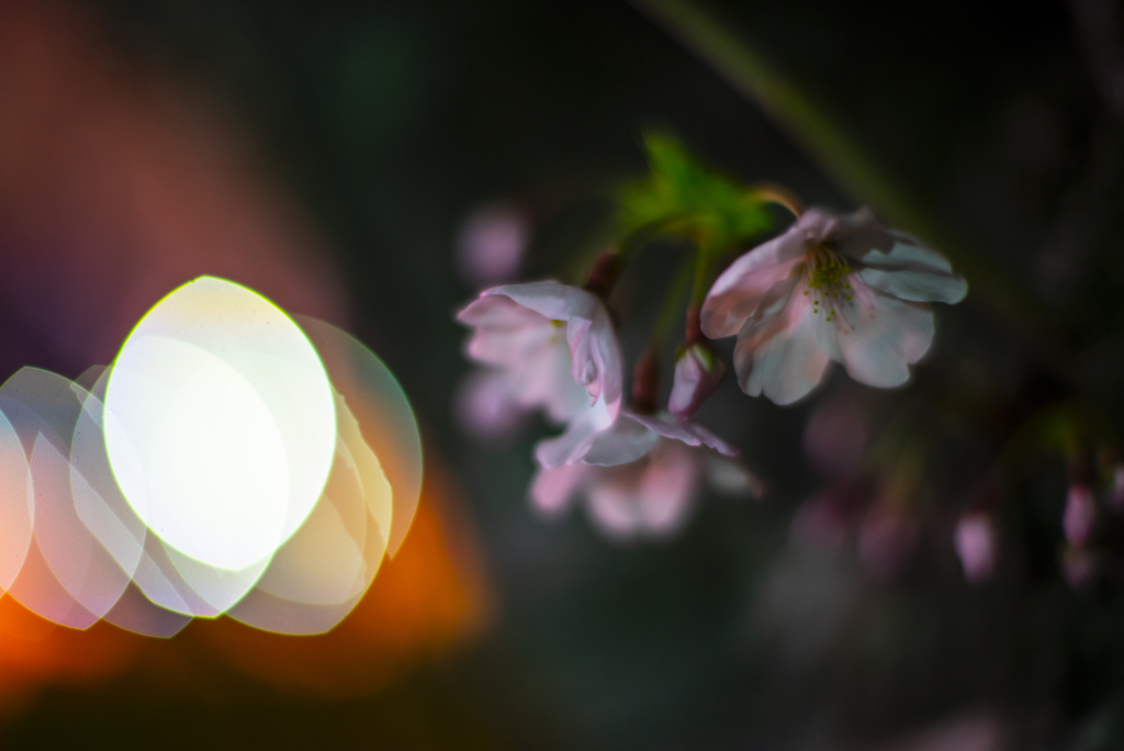 夜桜
