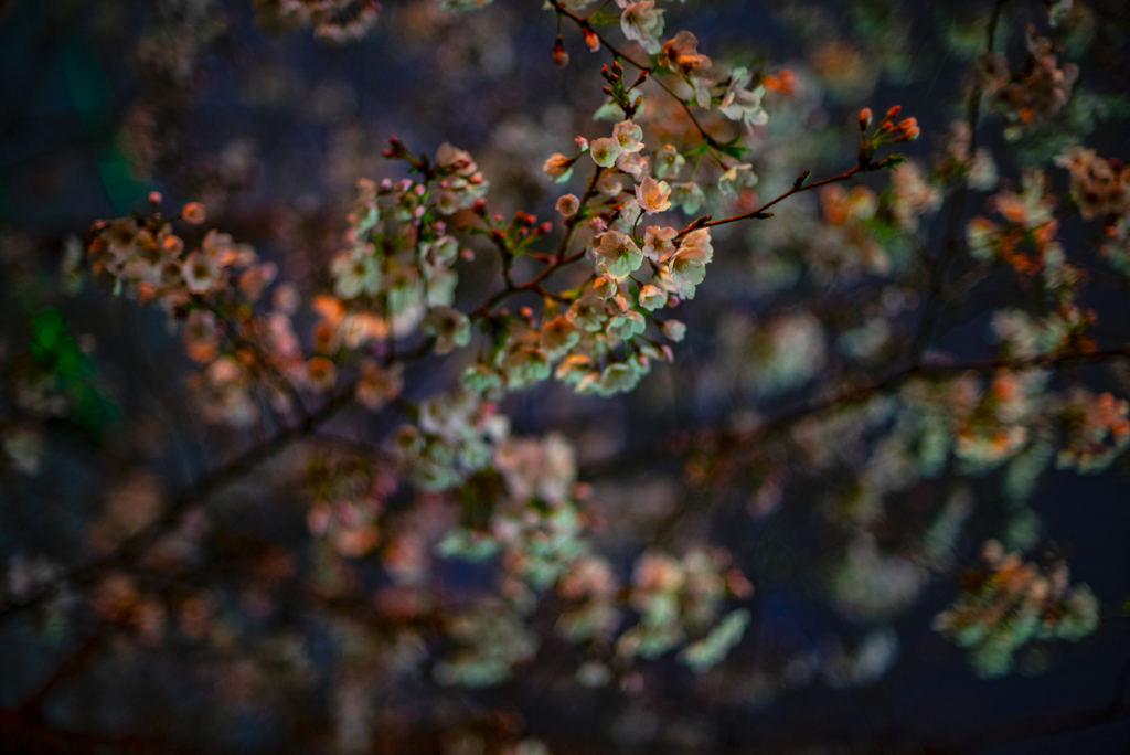 夜桜