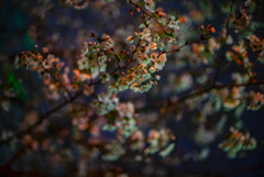 夜桜