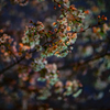 夜桜