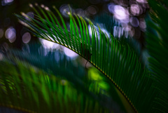 ソテツに落ち葉