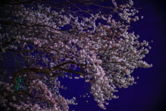 夜桜