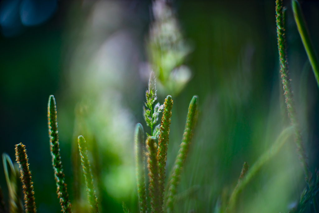 草