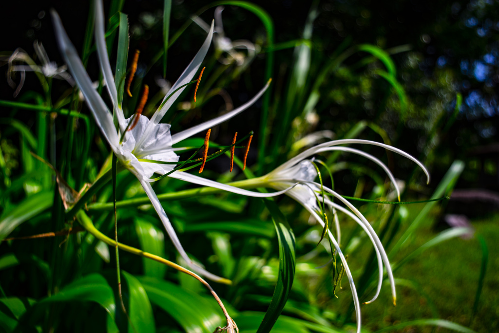 スパイダーリリー