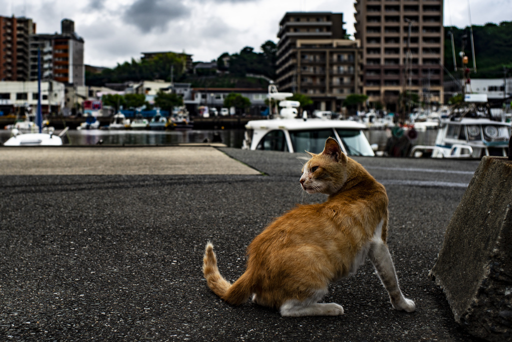 漁港の猫