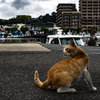 漁港の猫
