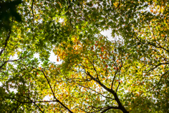 極一部紅葉
