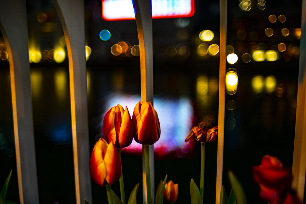 川沿いの花壇