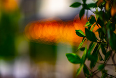 ロンハーマン福岡