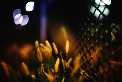 エノコログサ フェンス エノコログサ フェンス