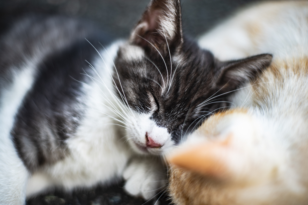 子猫