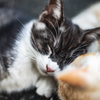 子猫
