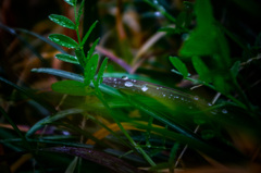 小糠雨