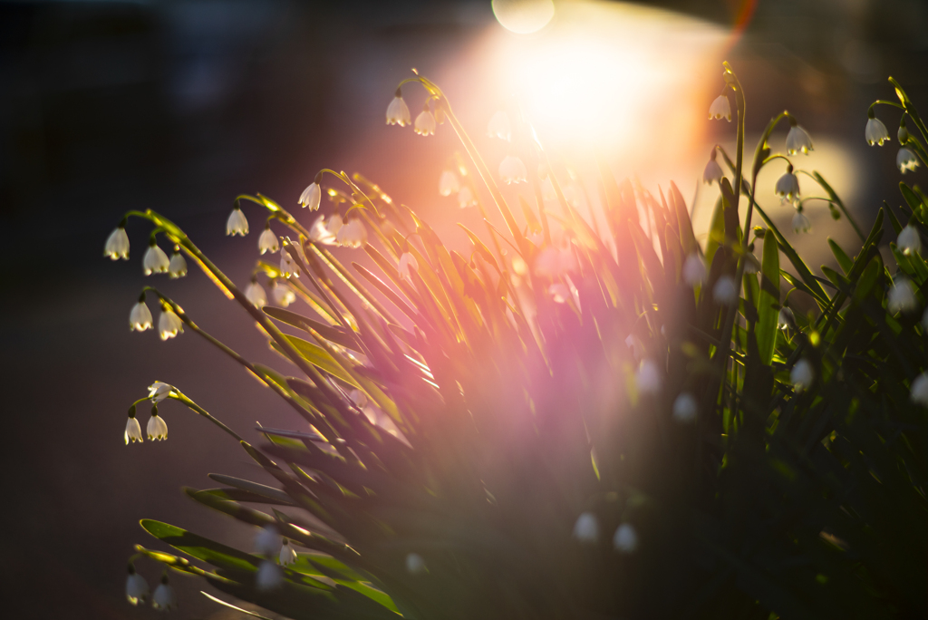 花壇