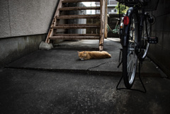 アパート　猫