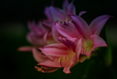 花 花