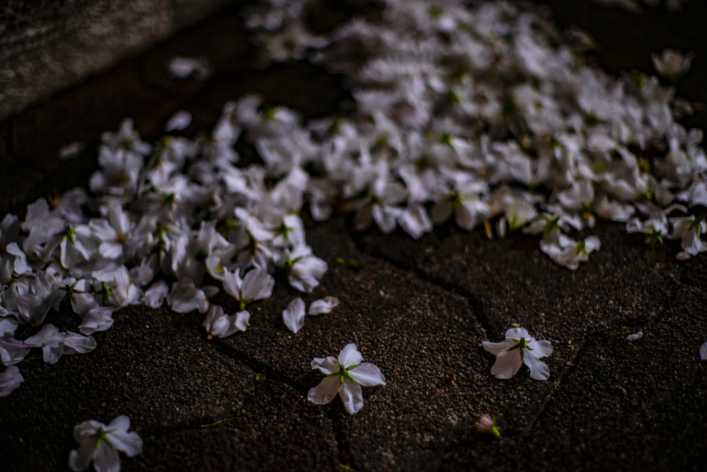 桜溜まり