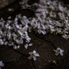 桜溜まり