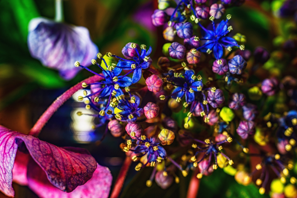 紫陽花