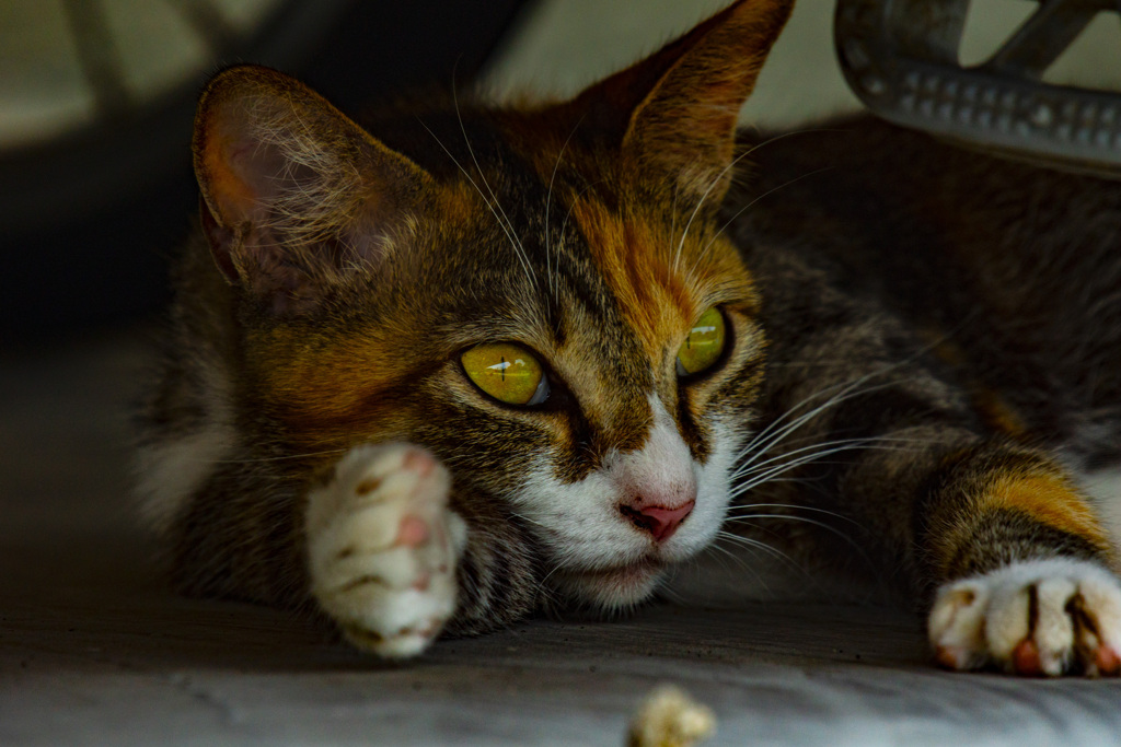 駐輪場の猫