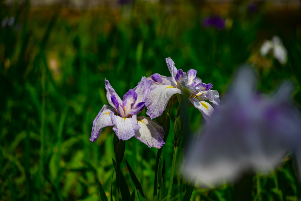 花菖蒲園