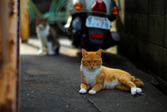 猫二匹