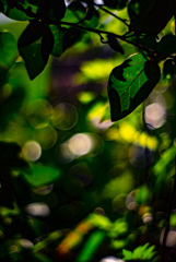 透ける葉