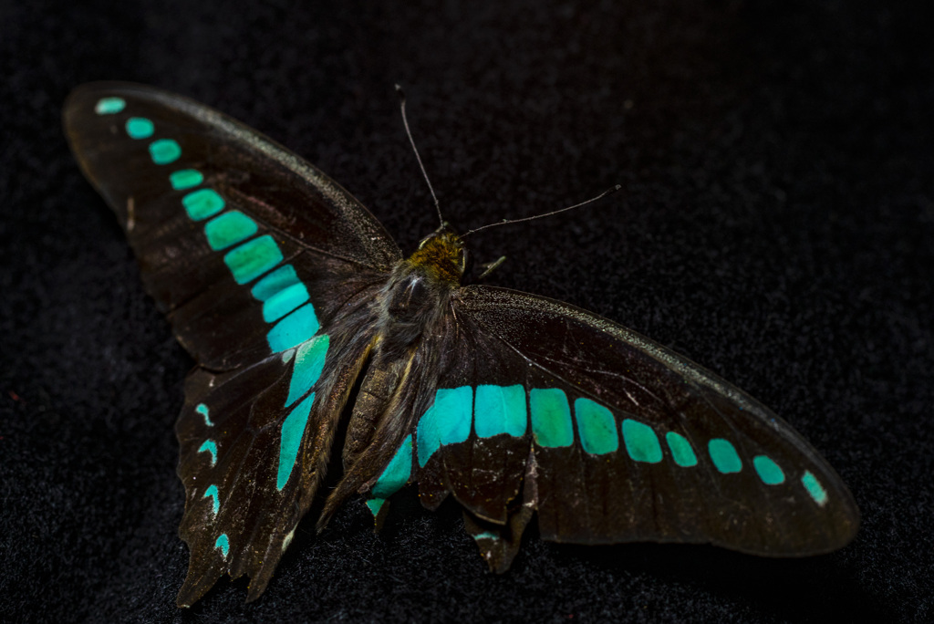 アオスジアゲハ