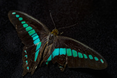 アオスジアゲハ