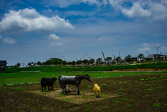 近寄ったら偽物だった
