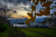 イチョウ　夕空