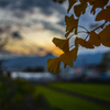 イチョウ　夕空
