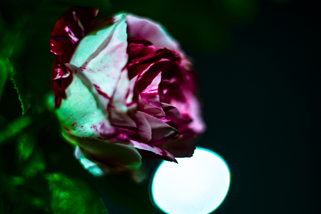 夜薔薇