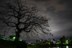 夜の樹