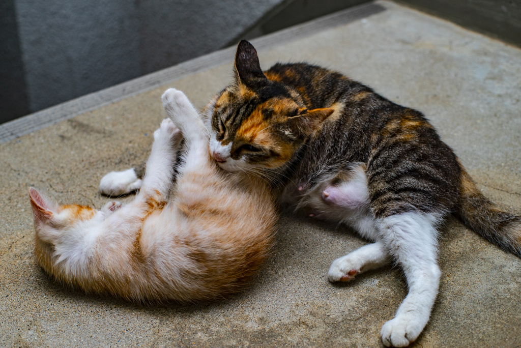 夜の猫親子