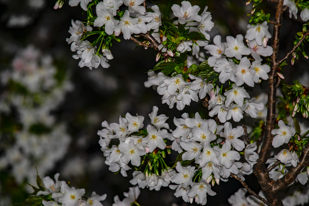夜桜
