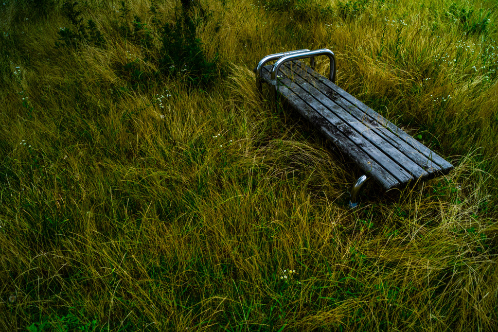 草に覆われたベンチ