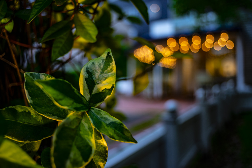 ロンハーマン福岡