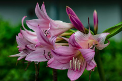 花壇