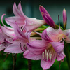 花壇