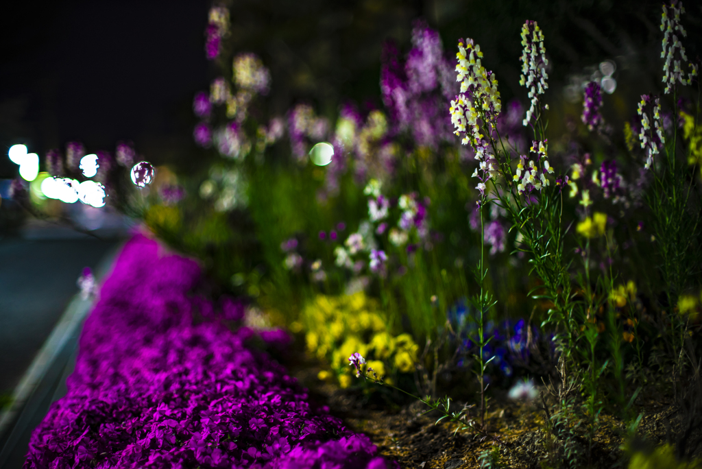 夜の花壇