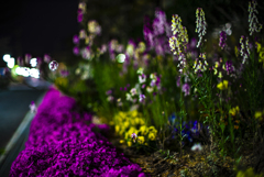 夜の花壇