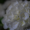 白いアジサイ