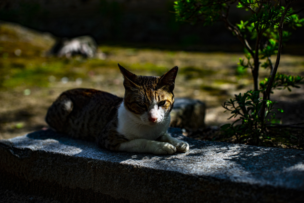 聖福寺