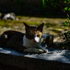 聖福寺
