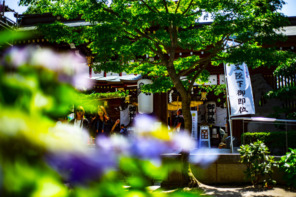 アジサイ　櫛田神社