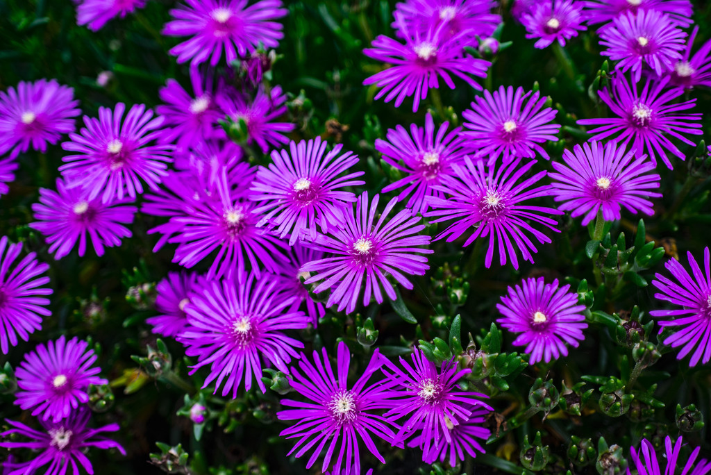 引き伸ばしレンズ