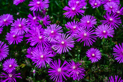 引き伸ばしレンズ